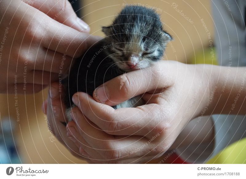 Katzenbaby Kind Hand 2 Mensch Tier Haustier 1 schlafen streichen klein Zufriedenheit Schutz Geborgenheit Tierliebe Fürsorge Fell festhalten niedlich winzig