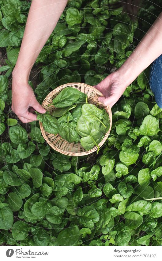 Spinat in einem Hausgarten auswählen Gemüse Garten Gartenarbeit Hand Natur Landschaft Pflanze Blatt Wachstum frisch natürlich grün organisch Kommissionierung