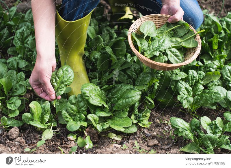 Spinat in einem Hausgarten auswählen Gemüse Garten Gartenarbeit Hand Natur Landschaft Pflanze Blatt Wachstum frisch natürlich grün organisch Kommissionierung