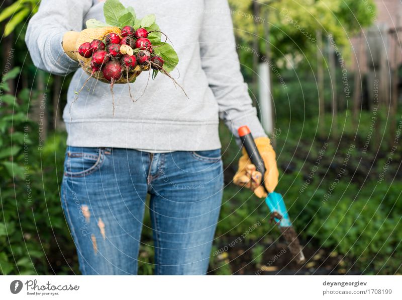 Frauengriffbündel Rettiche Gemüse Vegetarische Ernährung Sommer Garten Gartenarbeit Erwachsene Hand Natur Pflanze frisch grün rot Radieschen Haufen organisch