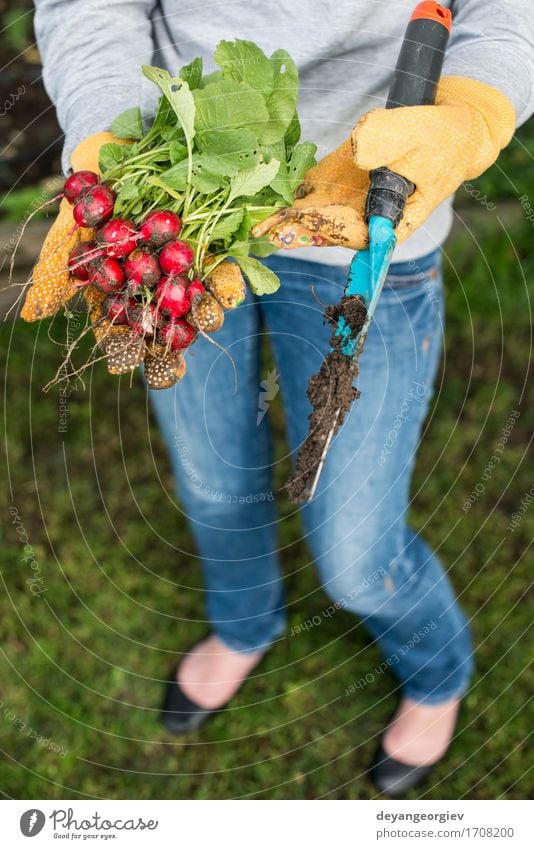 Frauengriffbündel Rettiche Gemüse Vegetarische Ernährung Sommer Garten Gartenarbeit Erwachsene Hand Natur Pflanze frisch grün rot Radieschen Haufen organisch