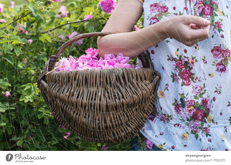 Frau, die Farbe von Ölsaatrosen auswählt schön Haut Wellness Erholung Garten Erwachsene Natur Pflanze Blume Rose Blatt frisch natürlich rosa Roséwein Erdöl Sack