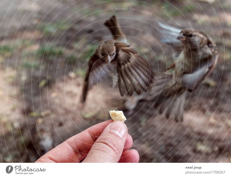 Lecker Fresschen - I Brot Fastfood Hand Finger Vogel Spatz 2 Tier fliegen Fressen füttern Jagd elegant frech listig Geschwindigkeit braun Erfolg Mut gefräßig