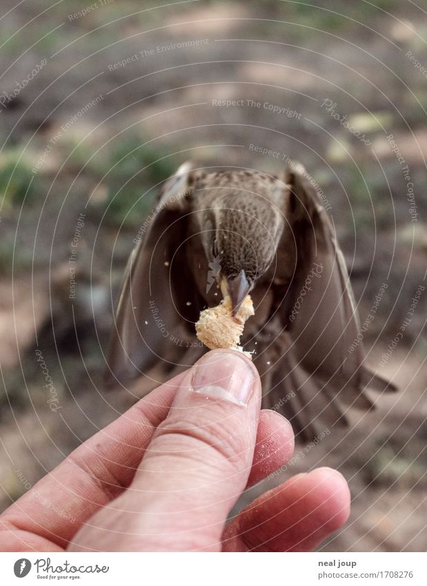 Lecker Fresschen - III Brot Fastfood Hand Finger Vogel Spatz 1 Tier fliegen Fressen füttern Jagd elegant frech listig Geschwindigkeit braun Erfolg Mut gefräßig