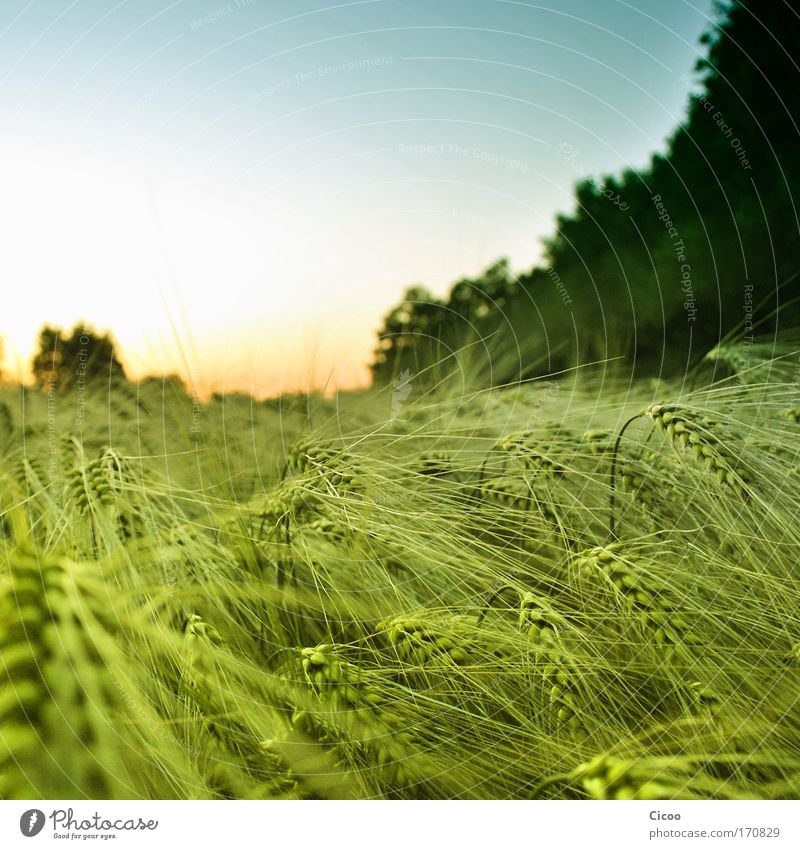 Kornfeld ohne Bett Farbfoto Außenaufnahme Menschenleer Textfreiraum oben Abend Dämmerung Sonnenlicht Sonnenaufgang Sonnenuntergang Schwache Tiefenschärfe