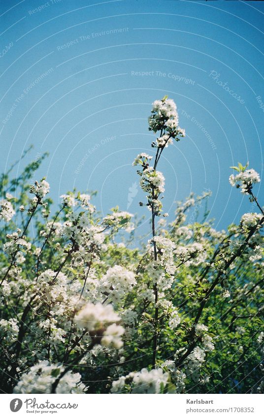 Nichtröslein Glück Ausflug Abenteuer Freiheit Sommer Garten Wissenschaften Umwelt Natur Pflanze Wolkenloser Himmel Sonnenlicht Schönes Wetter Blume Sträucher