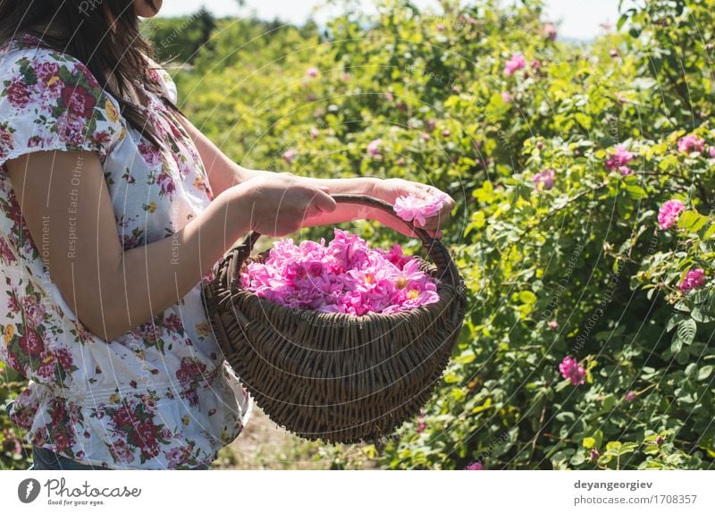 Frau, die Farbe von Ölsaatrosen auswählt schön Haut Wellness Erholung Garten Erwachsene Natur Pflanze Blume Rose Blatt frisch natürlich rosa Roséwein Erdöl Sack