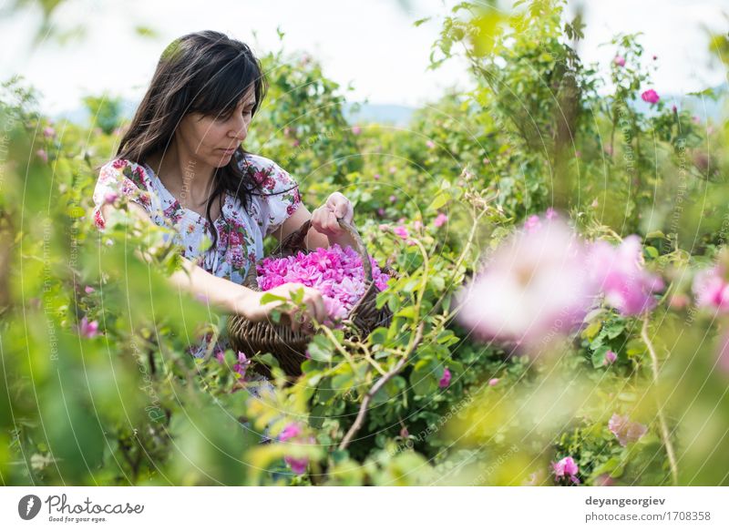 Frau, die Farbe von Ölsaatrosen auswählt schön Haut Wellness Erholung Garten Erwachsene Natur Pflanze Blume Rose Blatt frisch natürlich rosa Roséwein Erdöl Sack