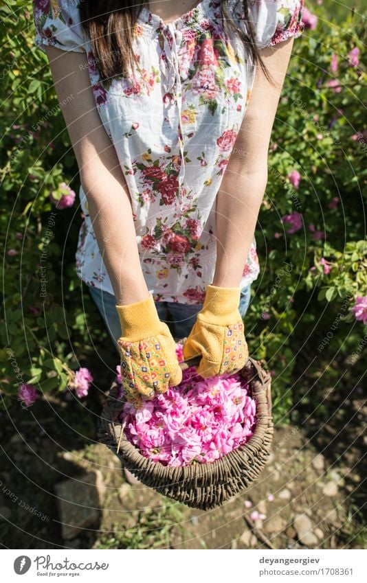 Frau, die Farbe von Ölsaatrosen auswählt schön Haut Wellness Erholung Garten Erwachsene Natur Pflanze Blume Rose Blatt frisch natürlich rosa Roséwein Erdöl Sack