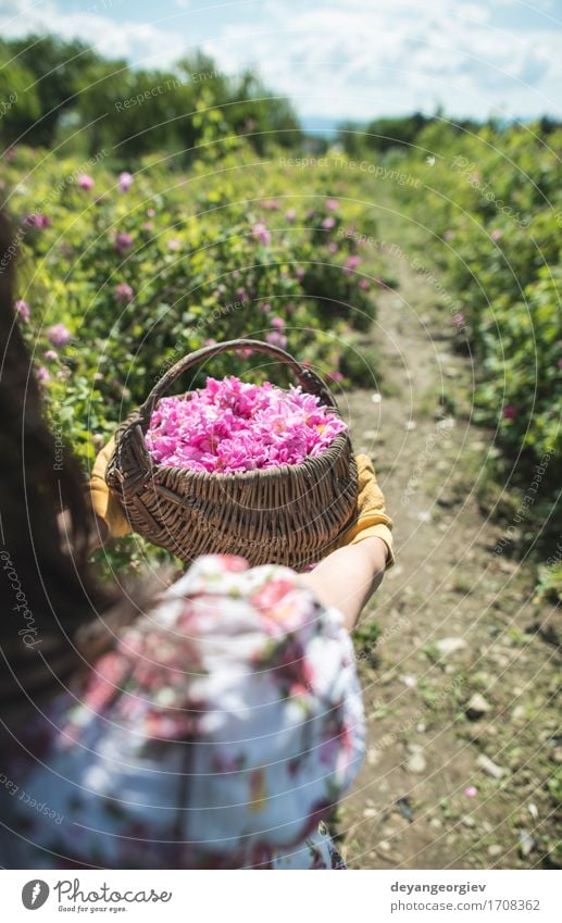 Frau, die Farbe von Ölsaatrosen auswählt schön Haut Wellness Erholung Garten Erwachsene Natur Pflanze Blume Rose Blatt frisch natürlich rosa Roséwein Erdöl Sack