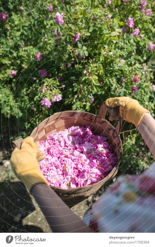 Frau, die Farbe von Ölsaatrosen auswählt schön Haut Wellness Erholung Garten Erwachsene Natur Pflanze Blume Rose Blatt frisch natürlich rosa Roséwein Erdöl Sack