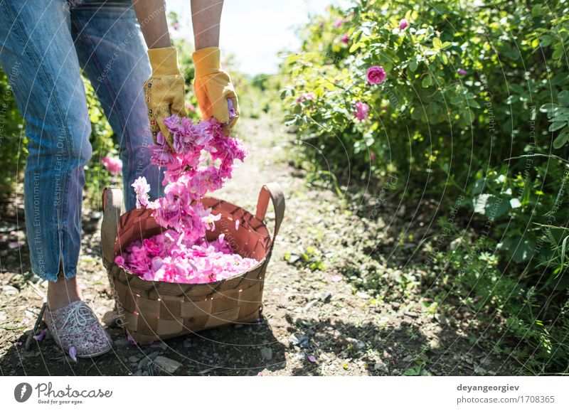 Frau, die Farbe von Ölsaatrosen auswählt schön Haut Wellness Erholung Garten Erwachsene Natur Pflanze Blume Rose Blatt frisch natürlich rosa Roséwein Erdöl Sack