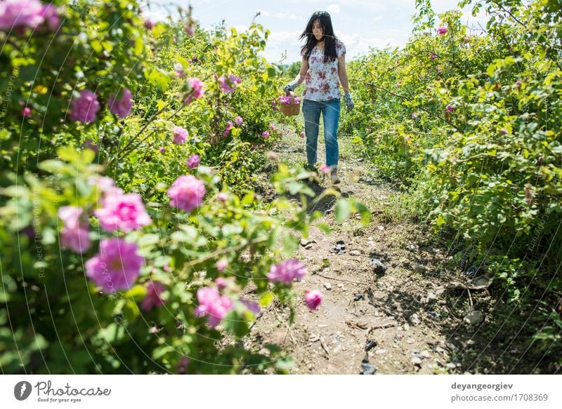 Frau, die Farbe von Ölsaatrosen auswählt schön Haut Wellness Erholung Garten Erwachsene Natur Pflanze Blume Rose Blatt frisch natürlich rosa Roséwein Erdöl Sack