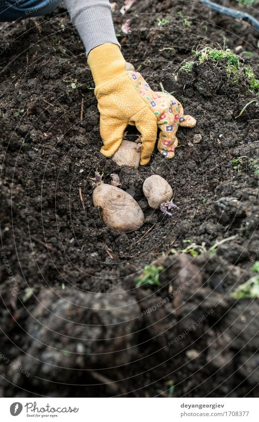 Kartoffeln pflanzen Gemüse Garten Gartenarbeit Frau Erwachsene Hand Natur Pflanze Erde Wachstum frisch natürlich Samen Lebensmittel organisch Kiste Ackerbau