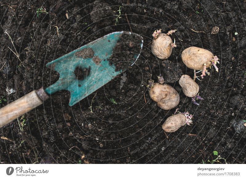 Kartoffeln pflanzen Gemüse Garten Gartenarbeit Natur Pflanze Erde Wachstum frisch natürlich Samen Lebensmittel schaufeln organisch Ackerbau Frühling Wurzel