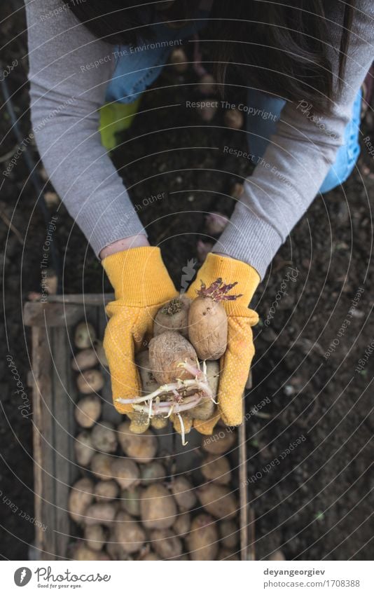 Kartoffeln pflanzen Gemüse Garten Gartenarbeit Frau Erwachsene Hand Natur Pflanze Erde Wachstum frisch natürlich Samen Lebensmittel organisch Kiste Ackerbau