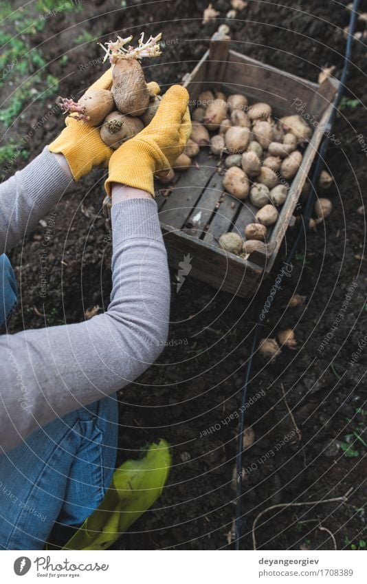 Kartoffeln pflanzen Gemüse Garten Gartenarbeit Frau Erwachsene Hand Natur Pflanze Erde Wachstum frisch natürlich Samen Lebensmittel organisch Kiste Ackerbau