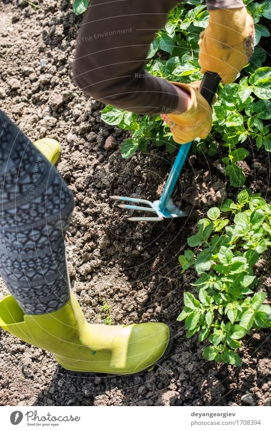 Kartoffeln hacken Sommer Garten Arbeit & Erwerbstätigkeit Gartenarbeit Werkzeug Mensch Mann Erwachsene Hand Pflanze Erde grün Landwirt Hacke Ackerbau Boden