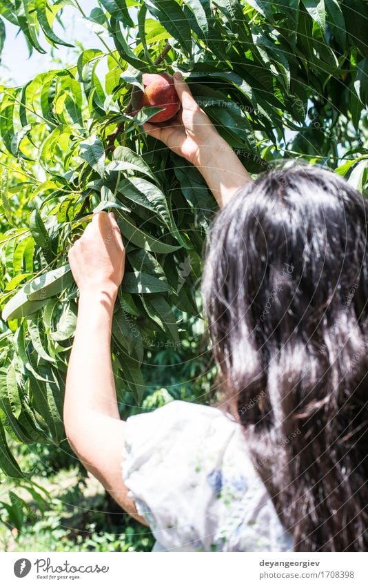 Frau pflücken Pfirsiche Frucht Diät Saft Sommer Garten Gartenarbeit Erwachsene Hand Baum Wachstum frisch lecker saftig grün rot Ast Ernte Obstgarten Landwirt