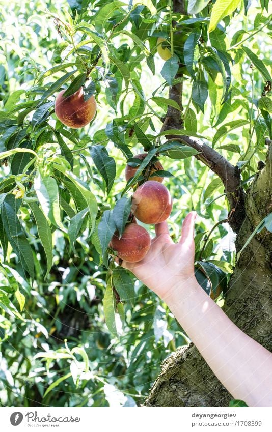 Frau pflücken Pfirsiche Frucht Diät Saft Sommer Garten Gartenarbeit Erwachsene Hand Baum Wachstum frisch lecker saftig grün rot Ast Ernte Obstgarten Landwirt