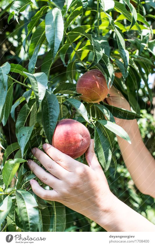 Frau pflücken Pfirsiche Frucht Diät Saft Sommer Garten Gartenarbeit Erwachsene Hand Baum Wachstum frisch lecker saftig grün rot Ast Ernte Obstgarten Landwirt