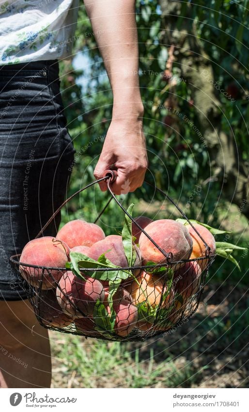 Frauengriffkorb mit Pfirsichen Frucht Diät Saft Sommer Garten Gartenarbeit Erwachsene Baum Wachstum frisch lecker saftig grün rot Ast Korb Ernte Obstgarten