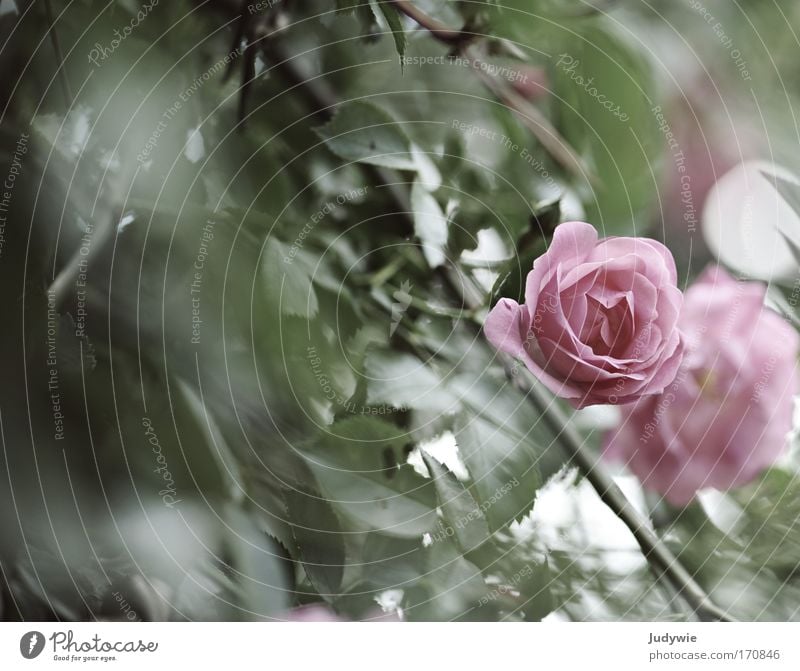 Im Rosengarten III Gedeckte Farben Außenaufnahme Menschenleer Textfreiraum links Textfreiraum Mitte Abend Natur Pflanze Frühling Sommer Blume Blüte Park Blühend