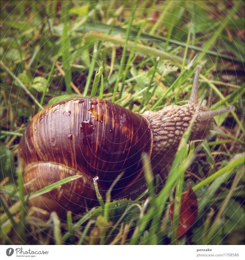 fröhliche weinberg Natur Urelemente Erde Wasser Garten Wiese Tier Schnecke 1 frisch nah schleimig Wärme feminin braun grün Häusliches Leben Weinbergschnecken