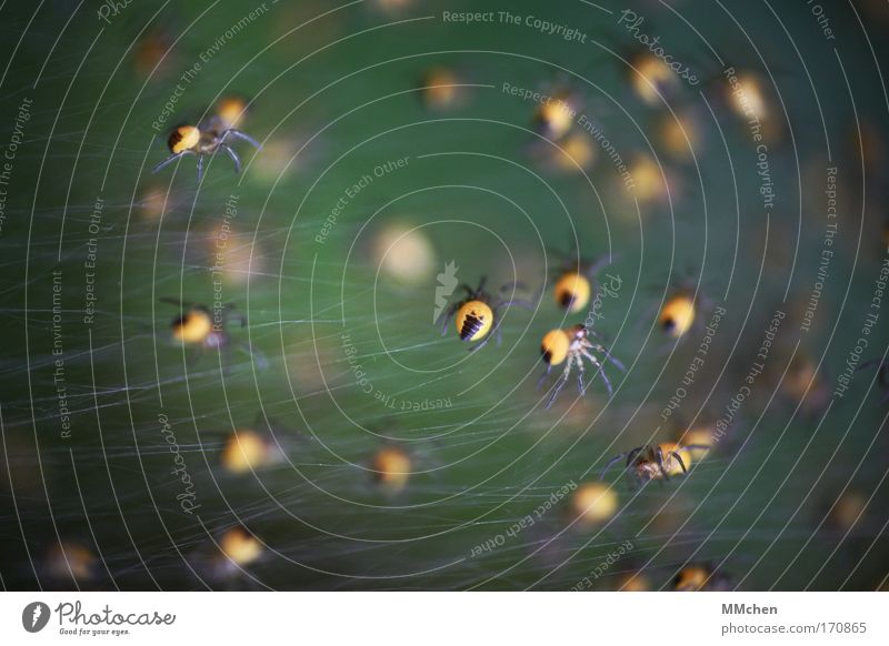 Spinnenbein und Hexengift Farbfoto Spielen Tiergruppe Netz Netzwerk Zusammensein dunkel Ekel gruselig grün gelb Angst Spinnennetz Spinnenbeine Nachkommen
