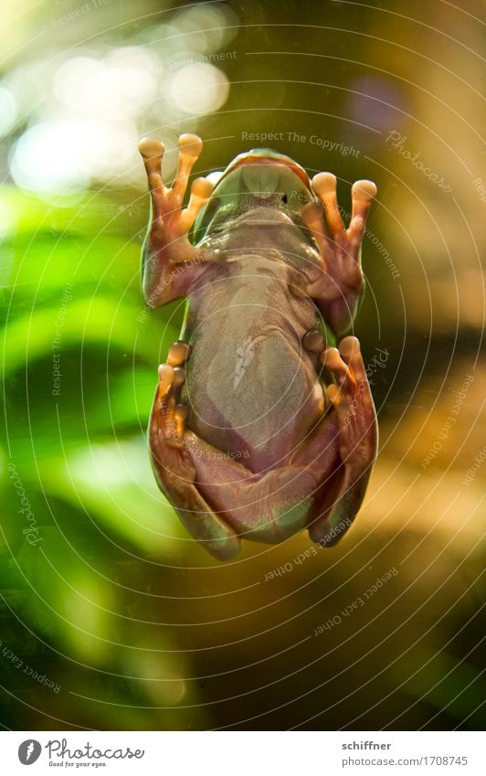 Die Kehrseite der Dinge Tier Frosch Zoo 1 grün Laubfrosch Froschperspektive Froschkönig Froschschenkel Blick nach oben Innenaufnahme