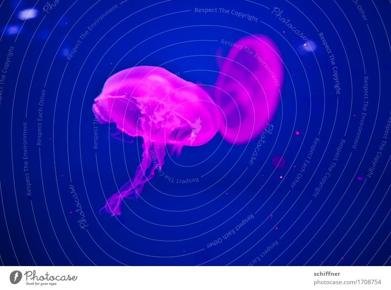 Paartanz - from outta space III Tier Qualle 2 Tierpaar Schwimmen & Baden blau rosa Im Wasser treiben Schweben paarweise Menschenleer Kunstlicht