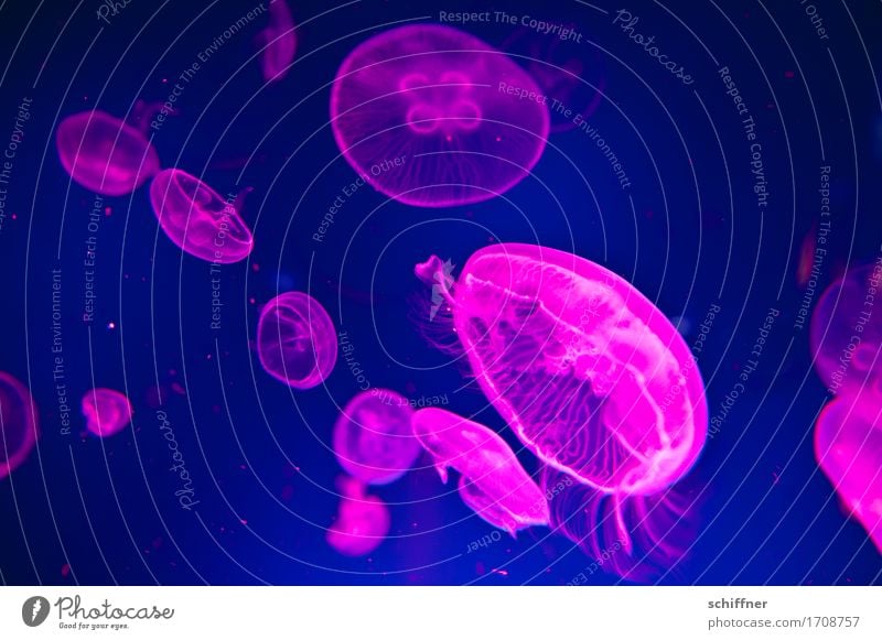 Square Dance | from outta space VI Tier Qualle Tiergruppe Herde Schwarm Rudel Schwimmen & Baden blau rosa gleiten Schweben Aquarium Zusammensein