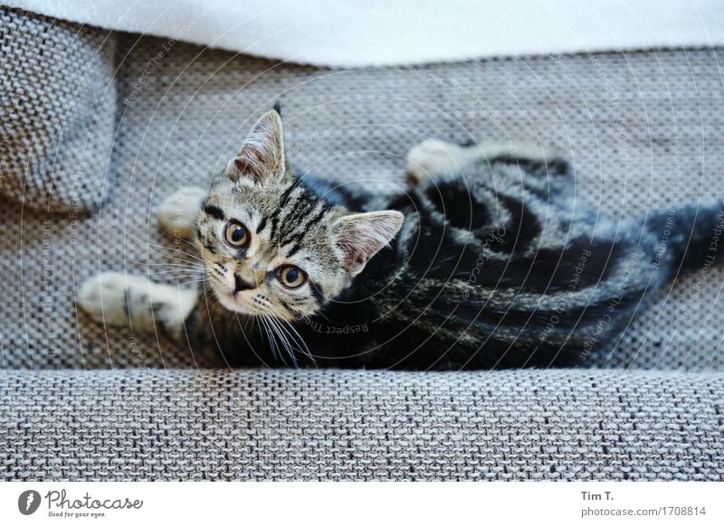 Stubentiger Tier Haustier Katze Tiergesicht Fell 1 Tierjunges Fürsorge Hauskatze Sofa Erholung Farbfoto Innenaufnahme Menschenleer Tag Rückansicht