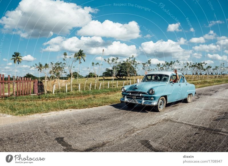 ¡Hola Cuba! Ferien & Urlaub & Reisen Tourismus Ferne Sonne Insel Umwelt Natur Landschaft Himmel Sonnenlicht Schönes Wetter Pflanze Baum exotisch Palme Weide