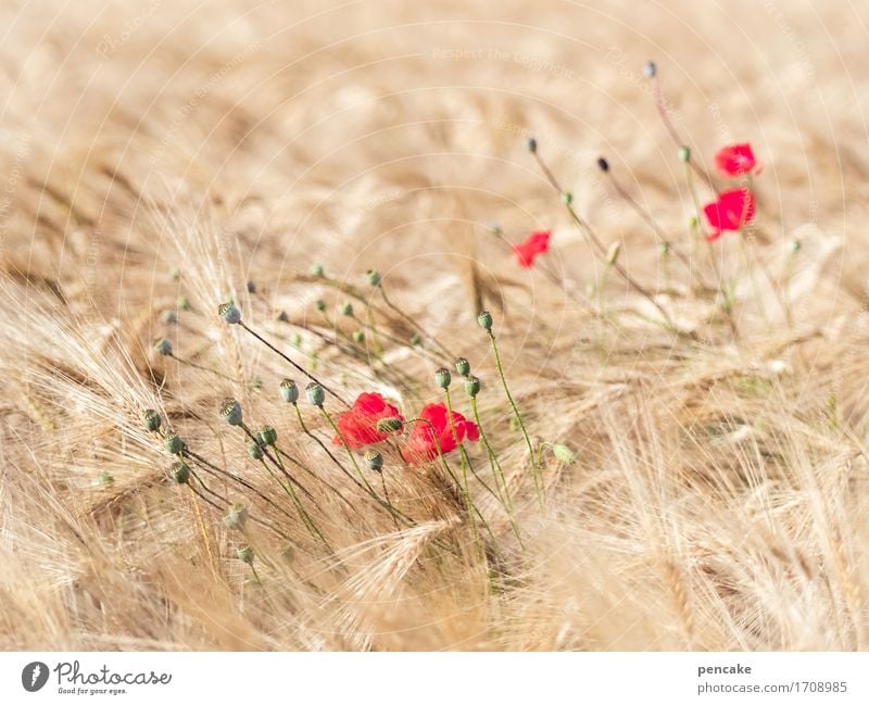 mohntag am samstag Lebensmittel Getreide Brot Bioprodukte Umwelt Natur Landschaft Sommer Erholung Gelassenheit Idylle Reichtum schön Sinnesorgane Wellness Erde