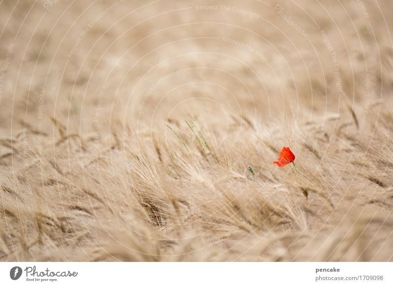 willst du gelten, mach dich selten Natur Landschaft Urelemente Sommer Schönes Wetter Wärme Blüte Nutzpflanze Feld atmen schaukeln Wachstum standhaft Roggen