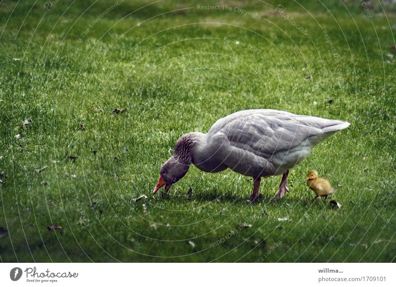 Mama, ist Rasen nicht gefährlich? Küken Gans Gössel Tier Tierjunges Fressen Schutz behüten Nutztier Wiese Gras Federvieh