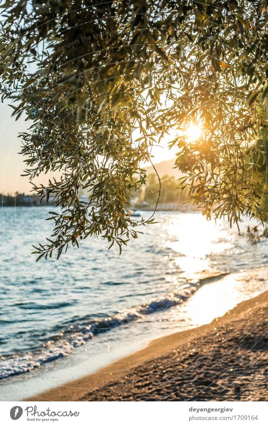 Olivenbäume, Meer und Sunse schön Ferien & Urlaub & Reisen Tourismus Sommer Sonne Strand Insel Berge u. Gebirge Garten Natur Landschaft Himmel Baum blau oliv