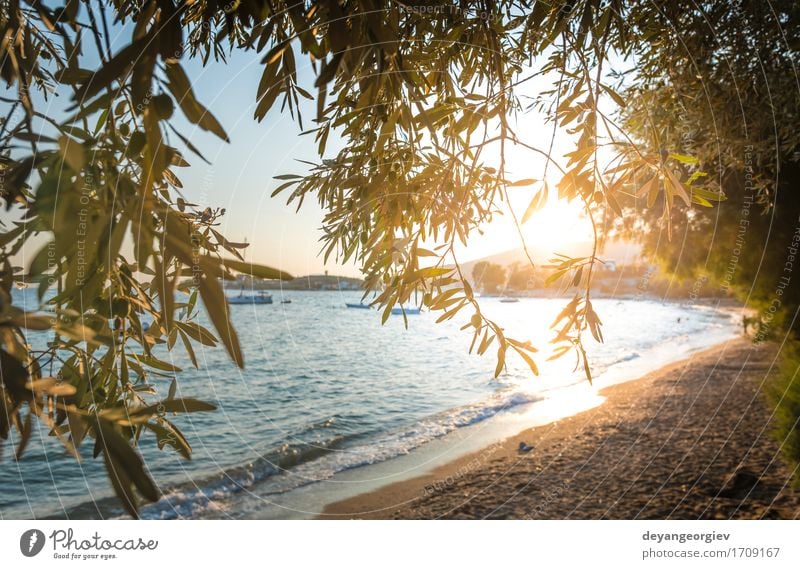 Olivenbäume, Meer und Sonnenuntergang. schön Ferien & Urlaub & Reisen Tourismus Sommer Strand Insel Berge u. Gebirge Garten Natur Landschaft Himmel Baum blau