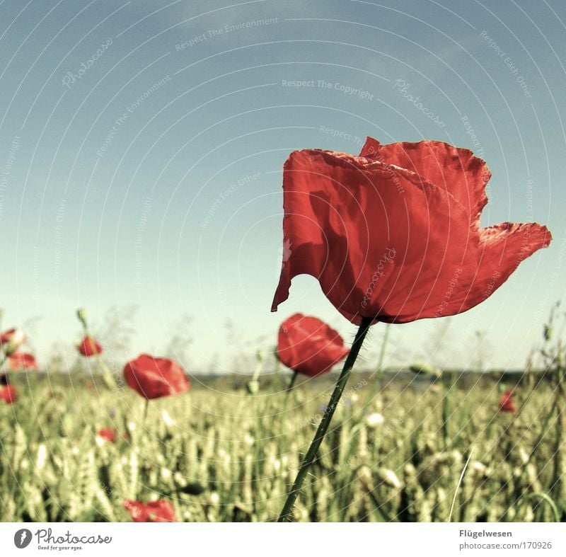 Mo(h)ndlandschaft Farbfoto Außenaufnahme Tag Ausflug Umwelt Natur Landschaft Pflanze Tier Blume Blüte Grünpflanze Wiese Feld Blühend schön komplex Mohn Weizen