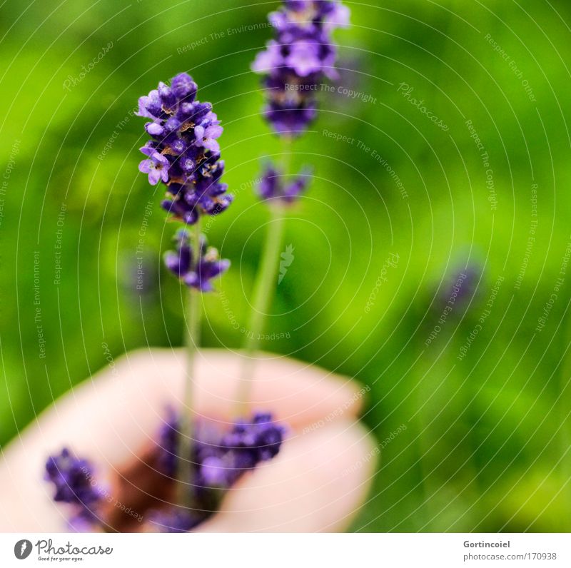 Im Garten Farbfoto Außenaufnahme Nahaufnahme Detailaufnahme Tag Schwache Tiefenschärfe Mensch Hand Finger Umwelt Natur Pflanze Frühling Sommer Blume Blüte