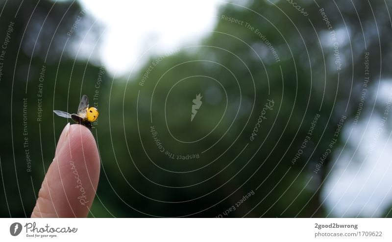 Abflug! Umwelt Natur Tier Frühling Sommer Garten Park Luftverkehr Flugzeug Flugplatz Käfer Marienkäfer 1 fliegen springen frei Freundlichkeit Fröhlichkeit