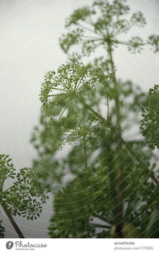 Kraut Farbfoto Außenaufnahme Menschenleer Textfreiraum links Tag Unschärfe Schwache Tiefenschärfe Umwelt Natur Pflanze Sommer schlechtes Wetter Nebel Blüte