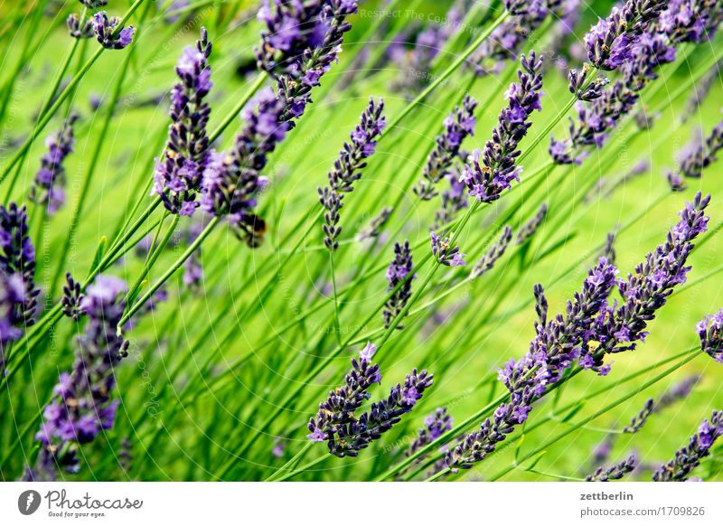 Lavandula aromatisch Blume Blühend Blüte Dekoration & Verzierung Garten Kräuter & Gewürze Gras Heilpflanzen Schrebergarten Menschenleer Rasen Sommer