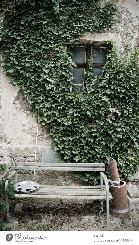 Stilleben mit Radkappe Efeu Mauer Wand Fassade Fenster Bank Fallrohr alt Erholung Zusammensein ruhig Idylle Zufriedenheit friedlich Stillleben Farbfoto