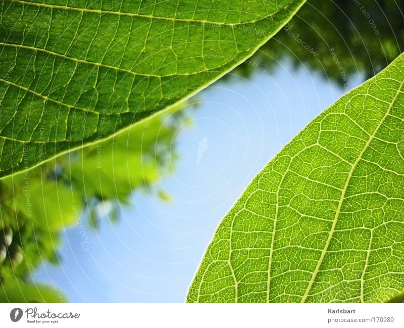 severed. garden. Design Leben Sommer Natur Pflanze Himmel Frühling Baum Blatt Glück Optimismus Kraft Hoffnung ästhetisch Zufriedenheit Erholung exotisch Idylle