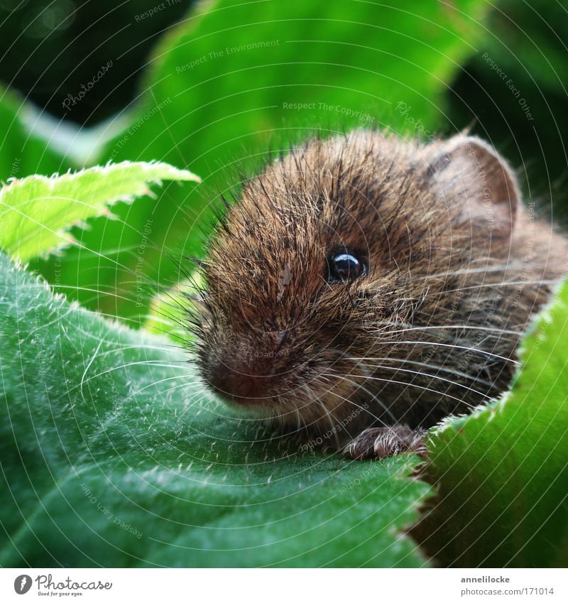 Maus im Blumenbeet Umwelt Natur Tier Sommer Schönes Wetter Pflanze Blatt Grünpflanze Park Wildtier Tiergesicht Fell Pfote 1 beobachten fangen hocken sitzen