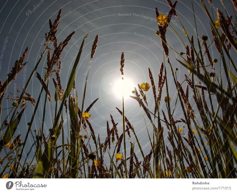 der Sonne entgegen Farbfoto mehrfarbig Außenaufnahme Menschenleer Tag Sonnenlicht Gegenlicht Froschperspektive Ferien & Urlaub & Reisen Tourismus Ausflug Ferne