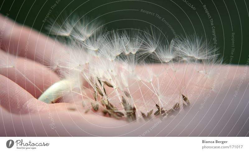 wünsch dir was! Farbfoto Nahaufnahme Hand Frühling Pflanze Blume Löwenzahn berühren fliegen träumen Frühlingsgefühle Hoffnung Wunsch Pusteblume