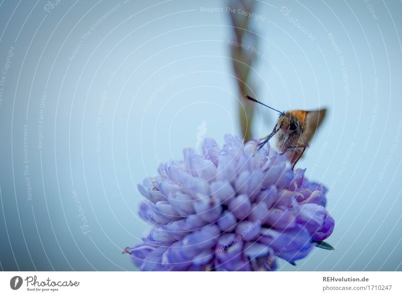 Falter Umwelt Natur Blume Blüte Tier Wildtier Schmetterling 1 Essen natürlich schön Farbfoto Außenaufnahme Nahaufnahme Detailaufnahme Makroaufnahme